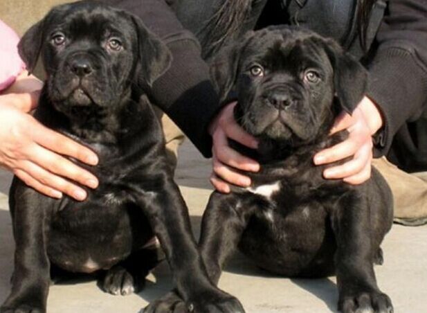 巍山卖卡斯罗巍山哪里买卡斯罗巍山狗场长期出