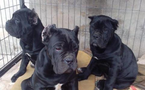 保山买卡斯罗请联系我 本地狗场出售纯种卡斯