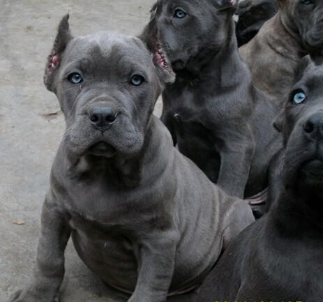 蒙自哪里买卖卡斯罗犬蒙自狗场出售卡斯罗幼犬