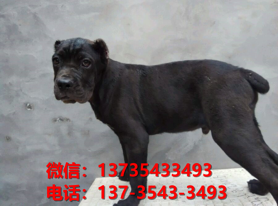 云南昆明犬舍出售纯种卡斯罗犬 卡斯罗价格 哪里有正宗卡斯罗狗仔出售