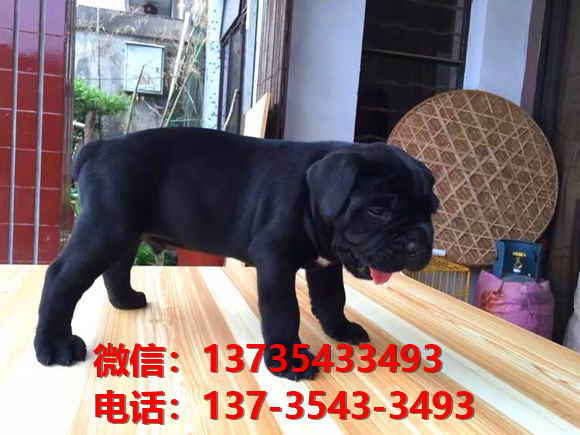 四川成都犬舍出售纯种卡斯罗犬 卡斯罗价格 哪