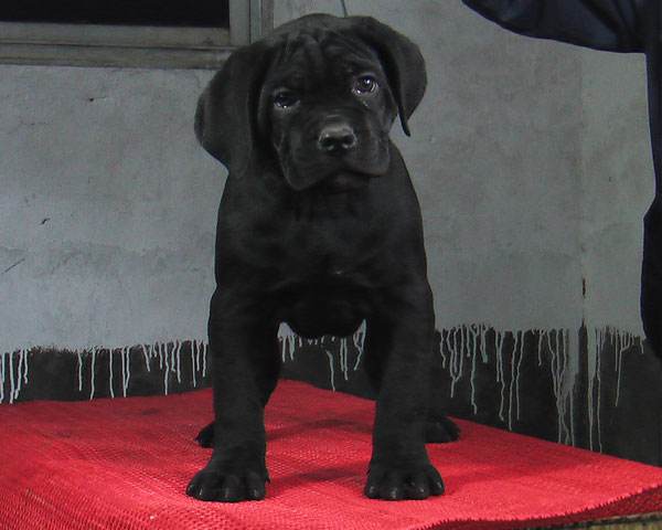 遵义哪里买卡斯罗 遵义哪里买狗好