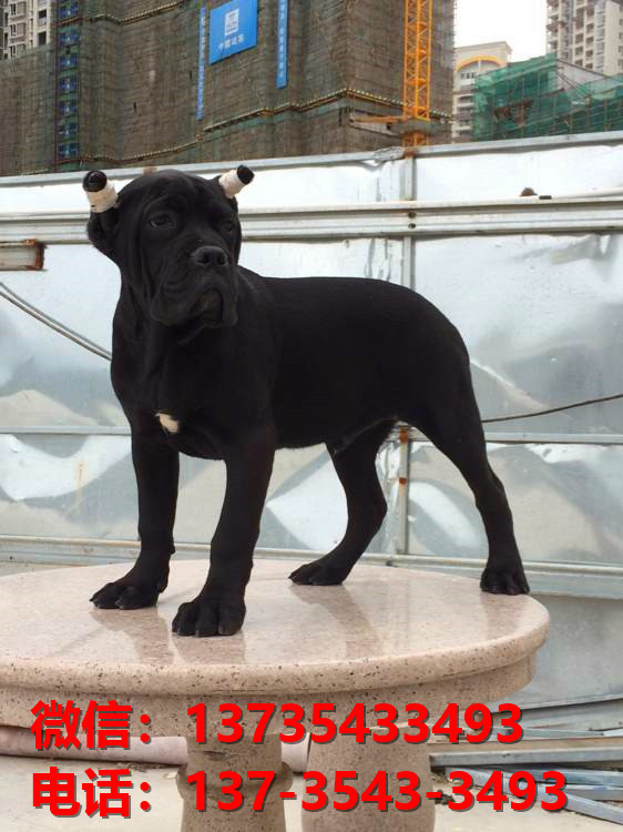 浙江杭州犬舍出售纯种卡斯罗犬 卡斯罗价格 哪