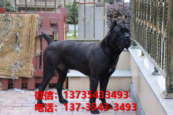 云南昆明犬舍出售纯种卡斯罗犬 卡斯罗价格 哪里有正宗卡斯罗狗仔出售