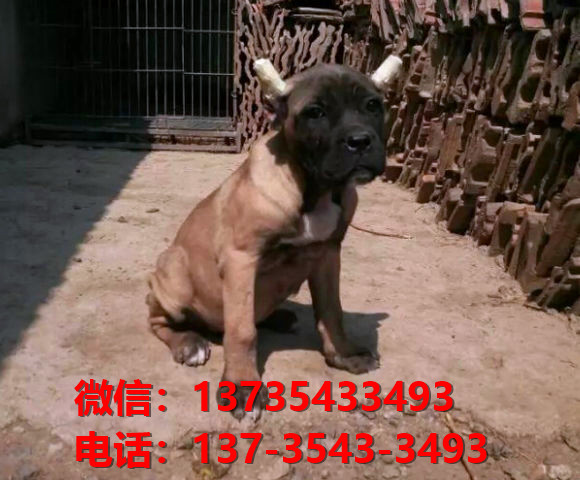 ?？诔栉锕饭啡岢鍪鄞恐挚ㄋ孤奕睦镉泄肥谐≡谀穆艄方】倒饭? /></div>              </div>

  </div>
  <div   id=