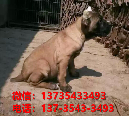 ?？诔栉锕饭啡岢鍪鄞恐挚ㄋ孤奕睦镉泄肥? width=80px height=80px /></div><div   id=