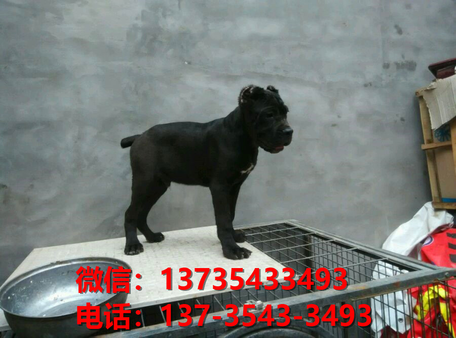 湖南长沙犬舍出售纯种卡斯罗犬 卡斯罗价格 哪里有正宗卡斯罗狗仔出售