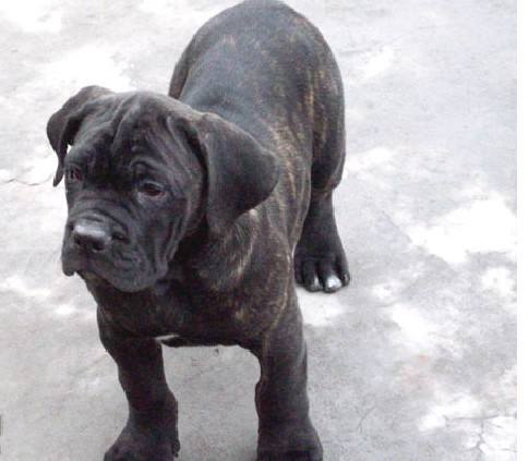 遵义哪里买卡斯罗 遵义哪里买狗好