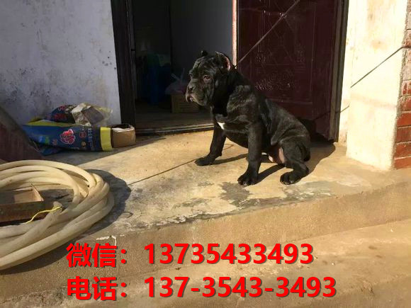 晋中宠物狗狗犬舍出售纯种卡斯罗犬哪里有狗市场在哪卖狗健康狗狗