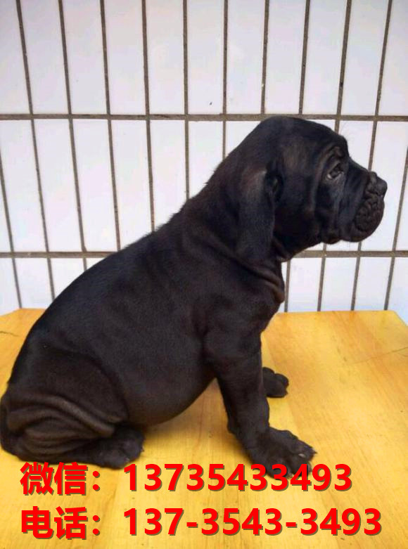 天津犬舍出售纯种卡斯罗犬 卡斯罗价格 哪里有