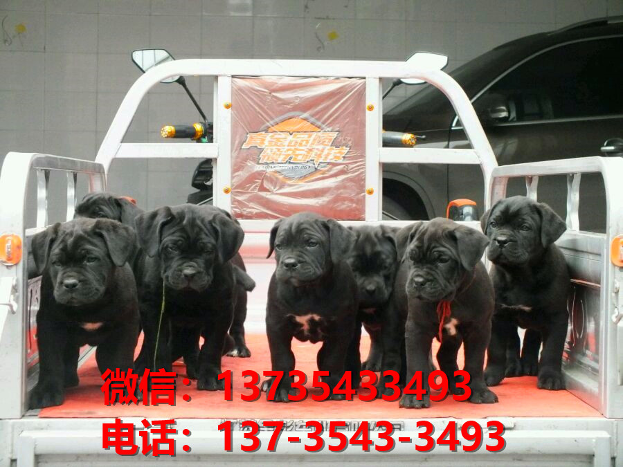 嘉峪关宠物狗狗犬舍出售纯种卡斯罗犬哪里有狗市场在哪卖狗健康狗狗