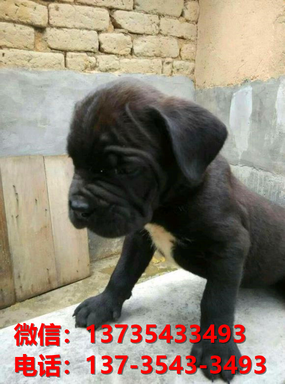 云南昆明犬舍出售纯种卡斯罗犬 卡斯罗价格 哪里有正宗卡斯罗狗仔出售