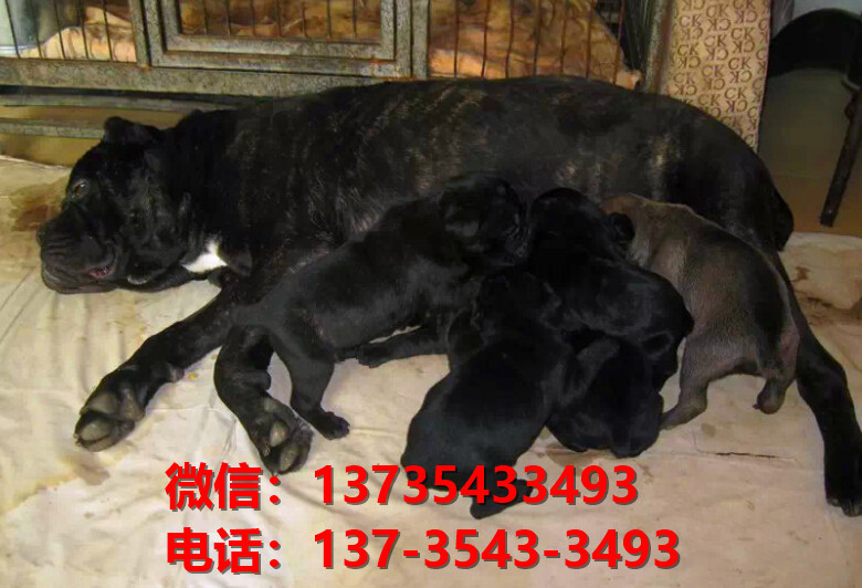 湖北武汉犬舍出售纯种卡斯罗犬 卡斯罗价格 哪