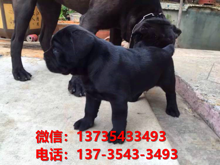 贵州贵阳犬舍出售纯种卡斯罗犬 卡斯罗价格 哪