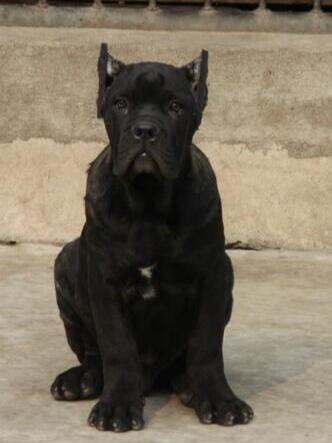 保山龙陵卖狗的地方狗场常年卖卡斯罗