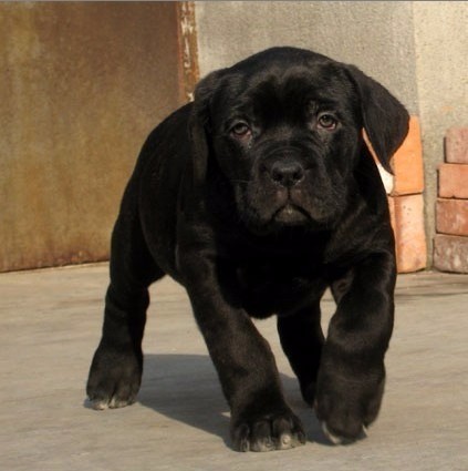 郑州哪里买卡斯罗 正规养犬场买卡斯罗