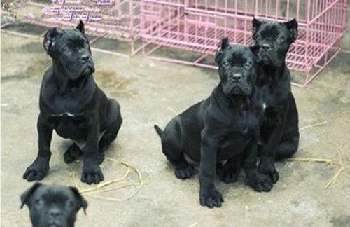 曲靖卡斯罗哪里有卖曲靖卡斯罗价格曲靖卡斯罗