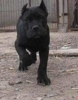 楚雄元谋附近卖卡斯罗狗场常年卖纯种卡斯罗