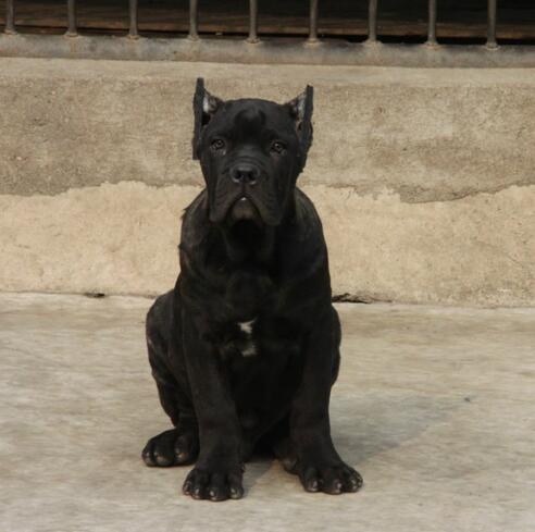 云南楚雄卡斯罗价格狗场常年卖纯种卡斯罗