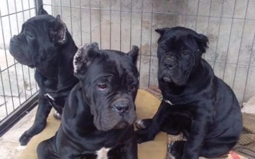 保山买卡斯罗 昌宁县买卡斯罗 狗场卡斯罗出售