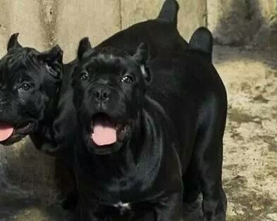 临沧买卡斯罗 云南卖卡斯罗 狗场卡斯罗出售