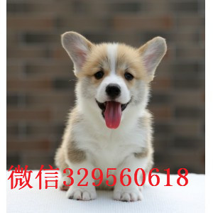 莱芜哪有卖柯基犬 柯基能长多大 柯基多少钱 