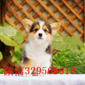 聊城哪里出售纯种柯基犬高品质柯基幼犬精品柯基柯基图片