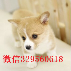 萍乡哪里有出售柯基犬的 纯种柯基幼犬好多钱一只