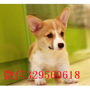 白城哪里能买到柯基幼犬出售中疫苗齐全 包健