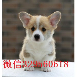 包头出售纯种柯基犬 三色柯基多少钱一只 短腿