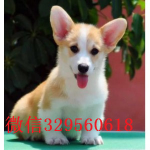 襄樊出售纯种柯基犬高品质柯基幼犬柯基多少钱