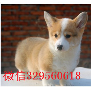 漯河哪里出售纯种柯基犬高品质柯基幼犬柯基多