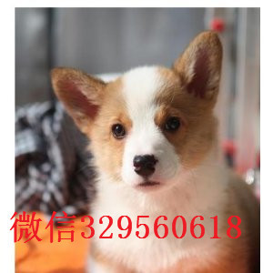 南平哪里能买到短腿柯基犬舍直销柯基柯基图片