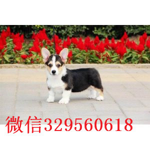 新余哪里有卖柯基犬，柯基犬多少钱一只 聪明伶