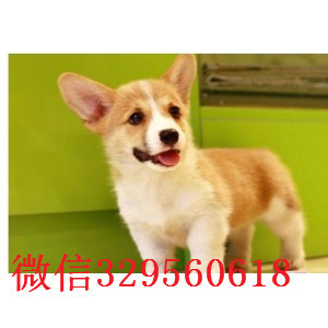 萍乡哪里有出售柯基犬的 纯种柯基幼犬好多钱一只
