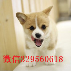 萍乡哪里有出售柯基犬的 纯种柯基幼犬好多钱一只