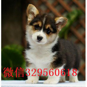 延安哪里能买到柯基幼犬出售中疫苗齐全 包健