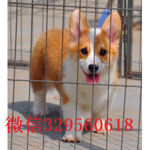 平顶山威尔士小短腿萌萌哒小柯基多少钱一只 