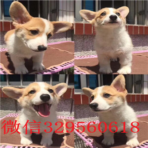 郴州哪里出售纯种柯基犬柯基犬舍犬舍直销柯基