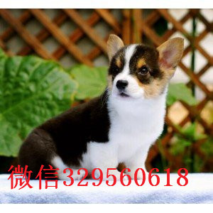 舟山哪里能买到双色柯基 三色柯基犬舍直销柯