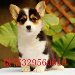 聊城哪里出售纯种柯基犬高品质柯基幼犬精品柯基柯基图片