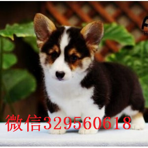 铁岭哪里能买到短腿柯基精品柯基双色柯基价格