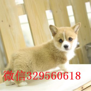 萍乡哪里有出售柯基犬的 纯种柯基幼犬好多钱一只