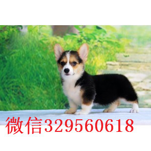 鸡西哪里能买到柯基犬舍犬舍直销柯基三色柯基