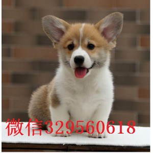  萍乡柯基多少钱 萍乡哪里有卖柯基犬 三色柯