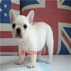 盘锦哪里能买到柯基犬柯基多少钱一只柯基多少