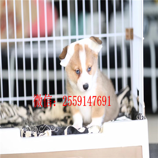 十堰哪里有纯种柯基出售 十堰柯基犬舍 十堰三色柯基多少钱一只
