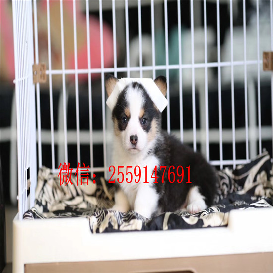 十堰哪里有纯种柯基出售 十堰柯基犬舍 十堰三
