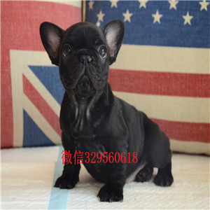 汕尾纯种柯基幼犬宝宝柯基多少钱一只纯种小短