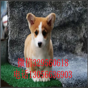 周口哪里能买到柯基犬柯基犬图片短腿柯基三通